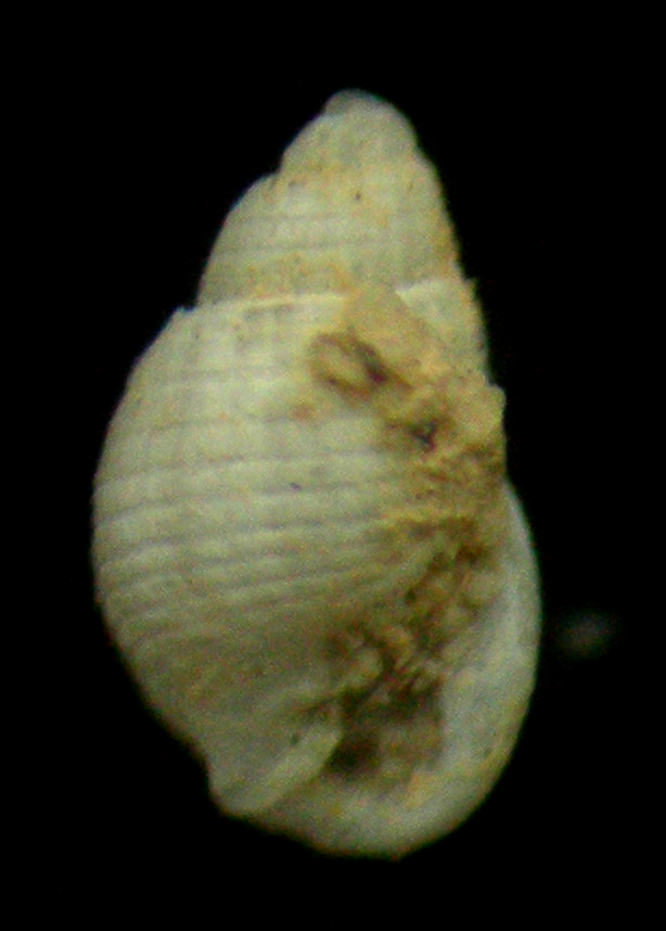 ringicula giannini